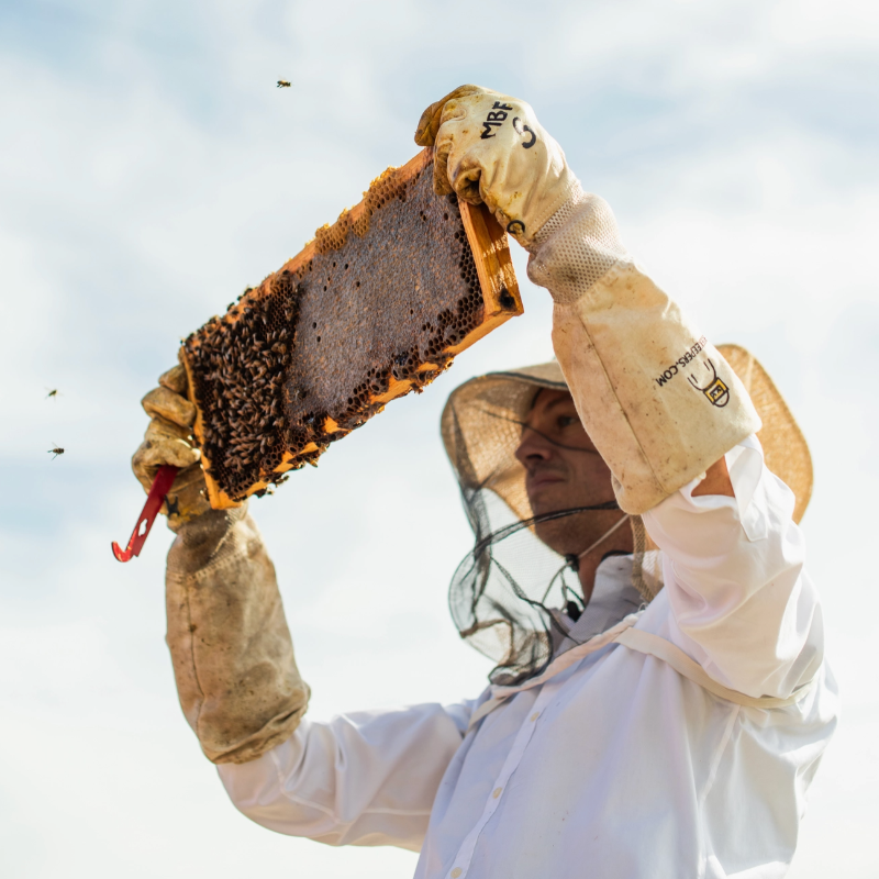 A beekeeper in a white protective suit and veil holds up a honeycomb frame covered with bees and honey against a bright sky. The beekeeper wears thick beige gloves with visible branding.